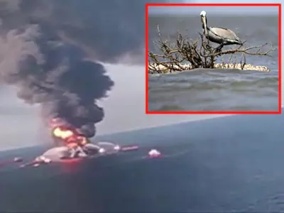 3 Years On, BP Oil Spill Effects Linger
