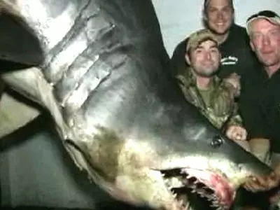 11 ft shark in US