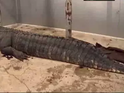 Record 727-Pound Alligator Caught In US