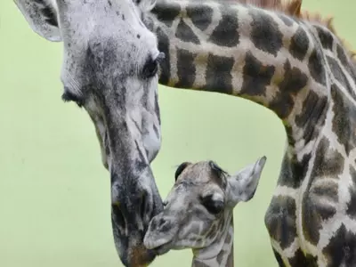 Record: Giraffe Gives Birth To 18th Calf