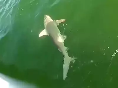 Caught on Camera: Fish Swallows Shark!