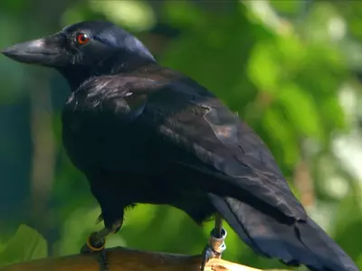 WOW! Crow Solves Complex Puzzle!