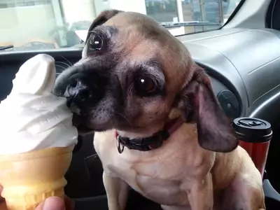 Dog Eating Ice-cream