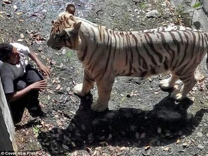 zoo attaque mauled kills maqsood zoological mauls remaja leaping harimau jumped jumping indiano ucciso emadion koreus enclos tombe maul attacks